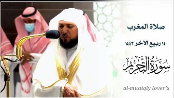 بأداء هادئ وكرد مؤثر يرتل الشيخ ماهر المعيقلي خواتيم سورة التحريم | صلاة المغرب 14 ربيع اﻵخر 1443 |