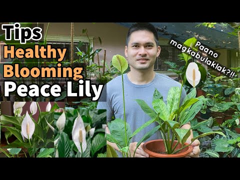 TAMANG PAG AALAGA NG PEACE LILY | TIPS PARA MAMULAKLAK ANG PEACE LILY | PEACE LILY PLANT CARE