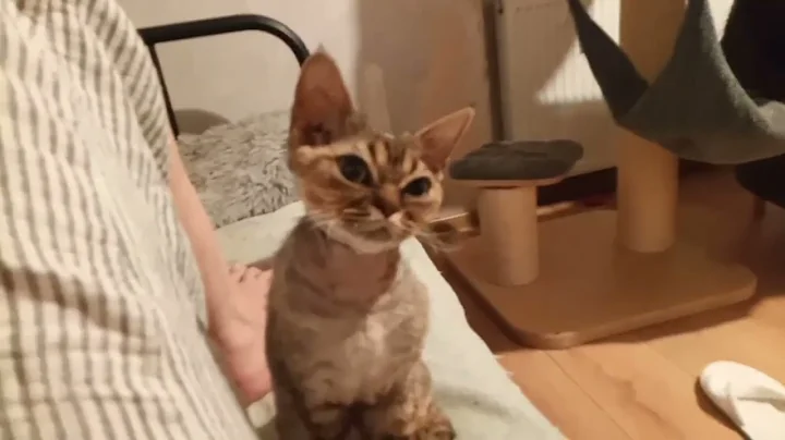 Watch the video about I love Devon Rex *****ren #cat #kitten #cute #devon #devonrex #catbaby #catbabyfunny