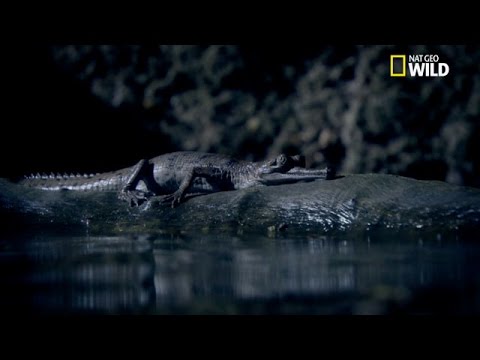 Vidéo: Où se trouve le gavial en Inde ?