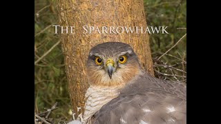 The Elusive Sparrowhawk (Long Version)