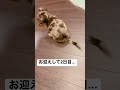 不思議な歩き方だなって思ったら... #子犬