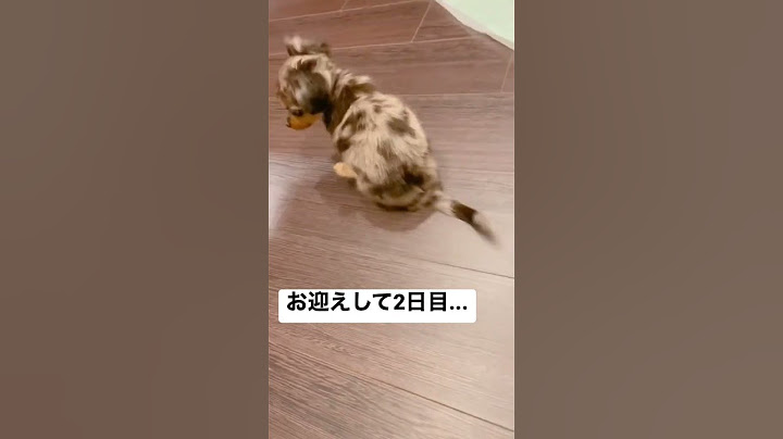 不思議な歩き方だなって思ったら... #子犬