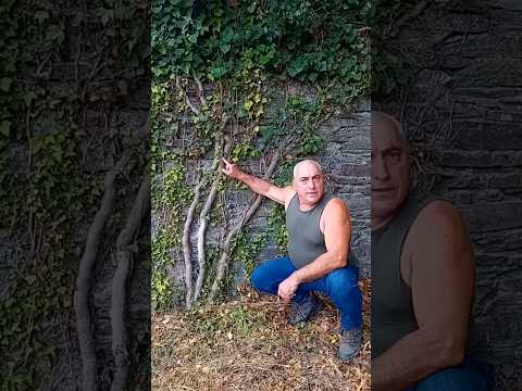 La hiedra no