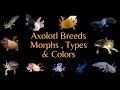 All the Axolotl Breeds , Colors & Morphs [ Videos ]