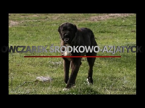 Wideo: Jak Utrzymać Psa Rasy Alabai