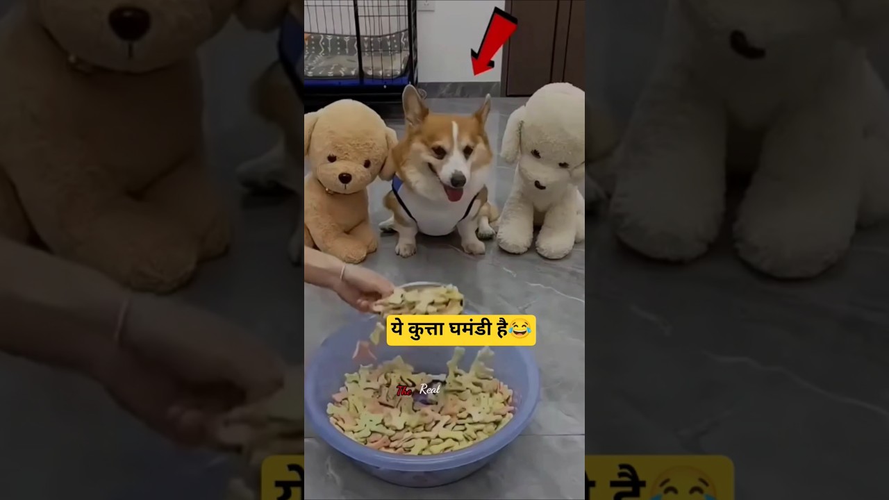 This dog is arrogant  | 