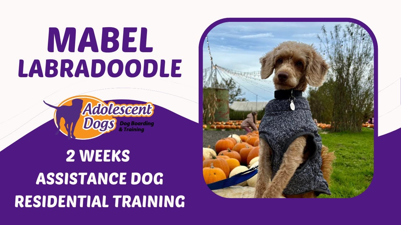 Mabel the Mini Labradoodle | 2 Weeks Assistance Dog Residential Training