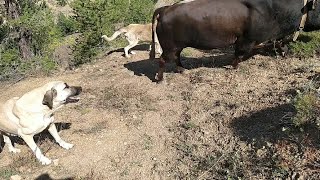 Komşunun Kaçan Boğasini Köpekleri̇m Kovaladi 😀 Boğa Sesi̇ / Köpek Saldirisi /Köpek Havlamasi