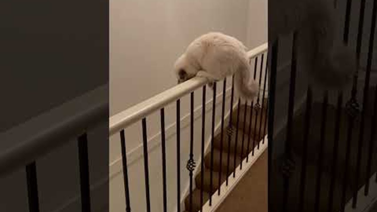 Silly Cat Balances on Stair Railing ViralHog YouTube