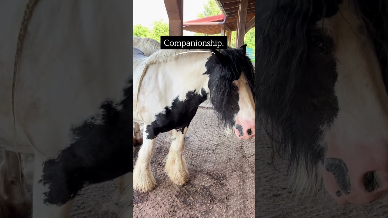 Our latest visit to the horse shelter Domov pro koně.