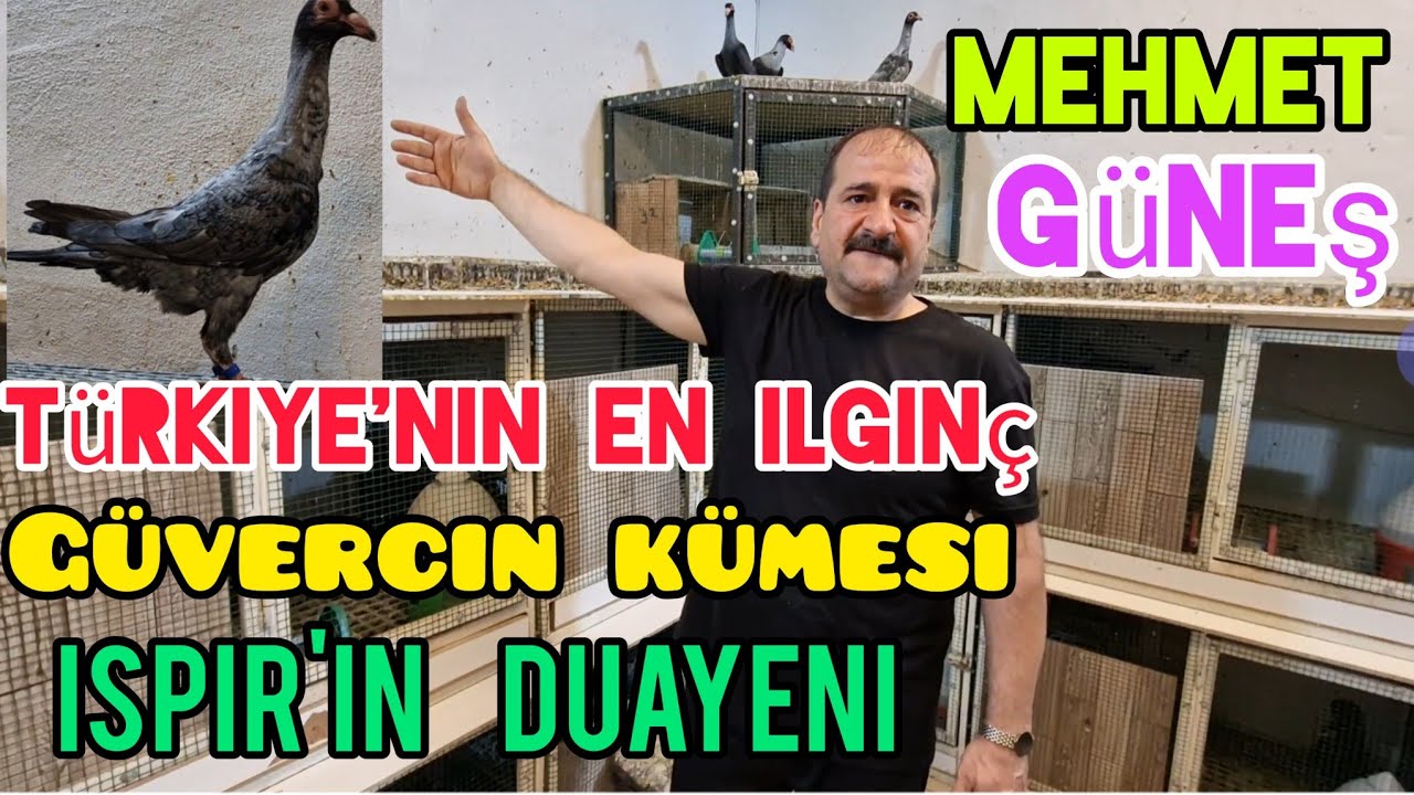 Spor mağazasında büyük olay Mehmet Güneş ispir'in Duayeni#aksoyfiloelvanguvercinleri