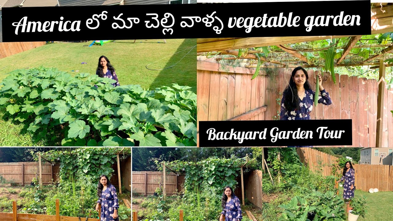 Backyard Vegetable Garden Vegetables HarvestingVegetable