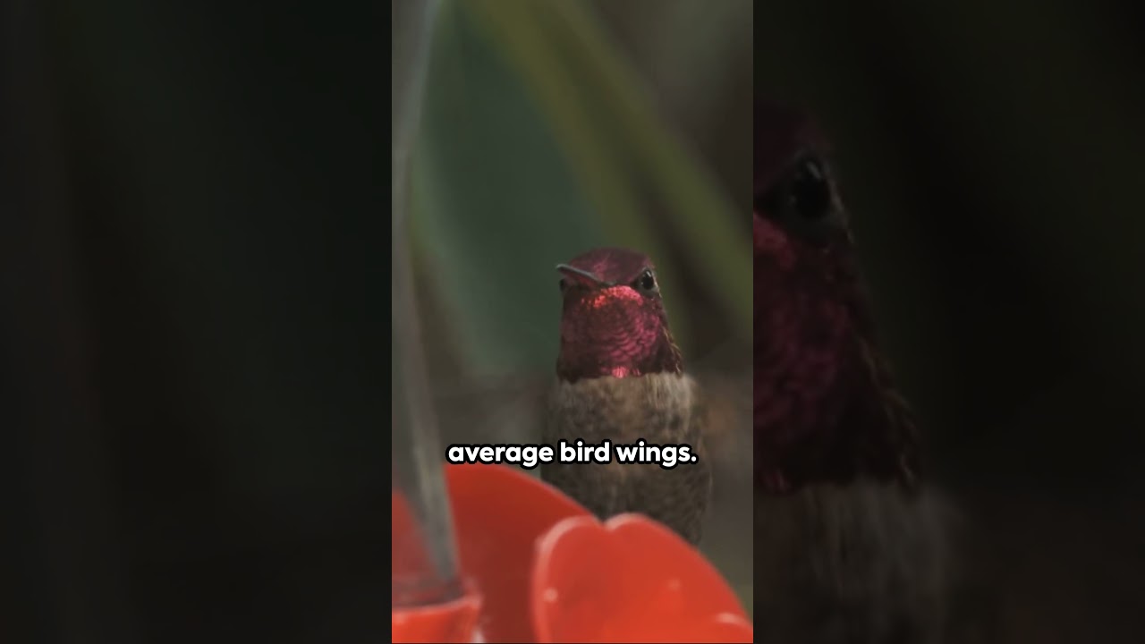Hummingbirds: Aerial Marvels in Action!