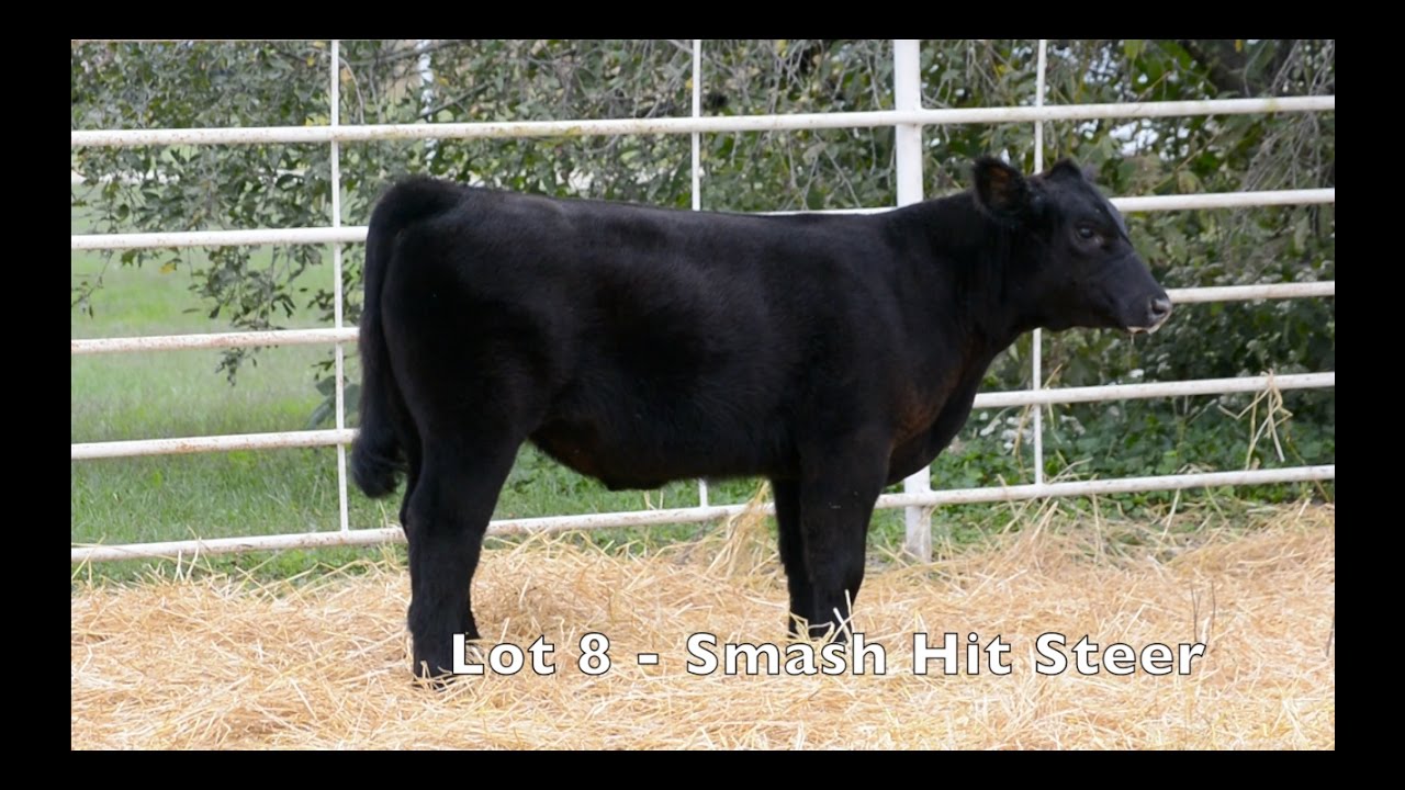 Hitsteer 2016_Lot_8 Smash Hit Steer - YouTube