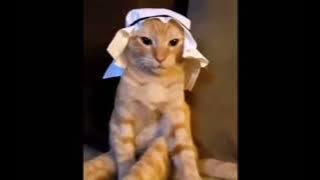 Arabic cat