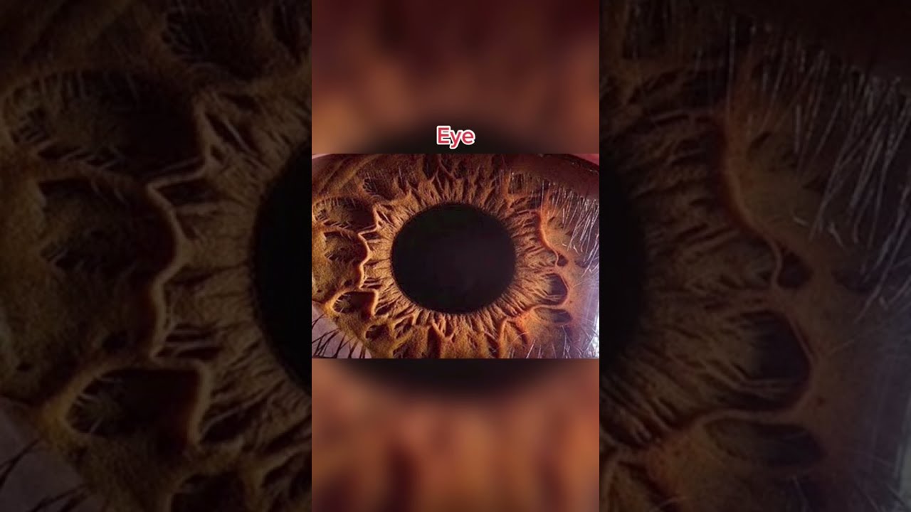 The Human Body Under A Microscope