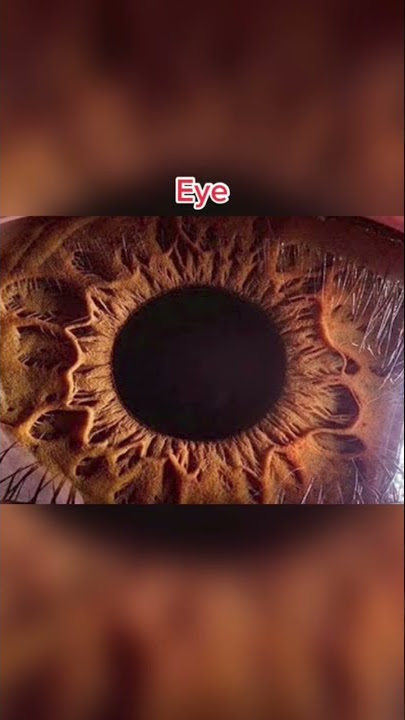 The Human Body Under a Microscope