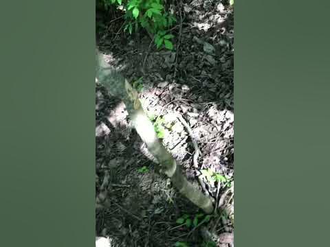 Мачете най добро - YouTube