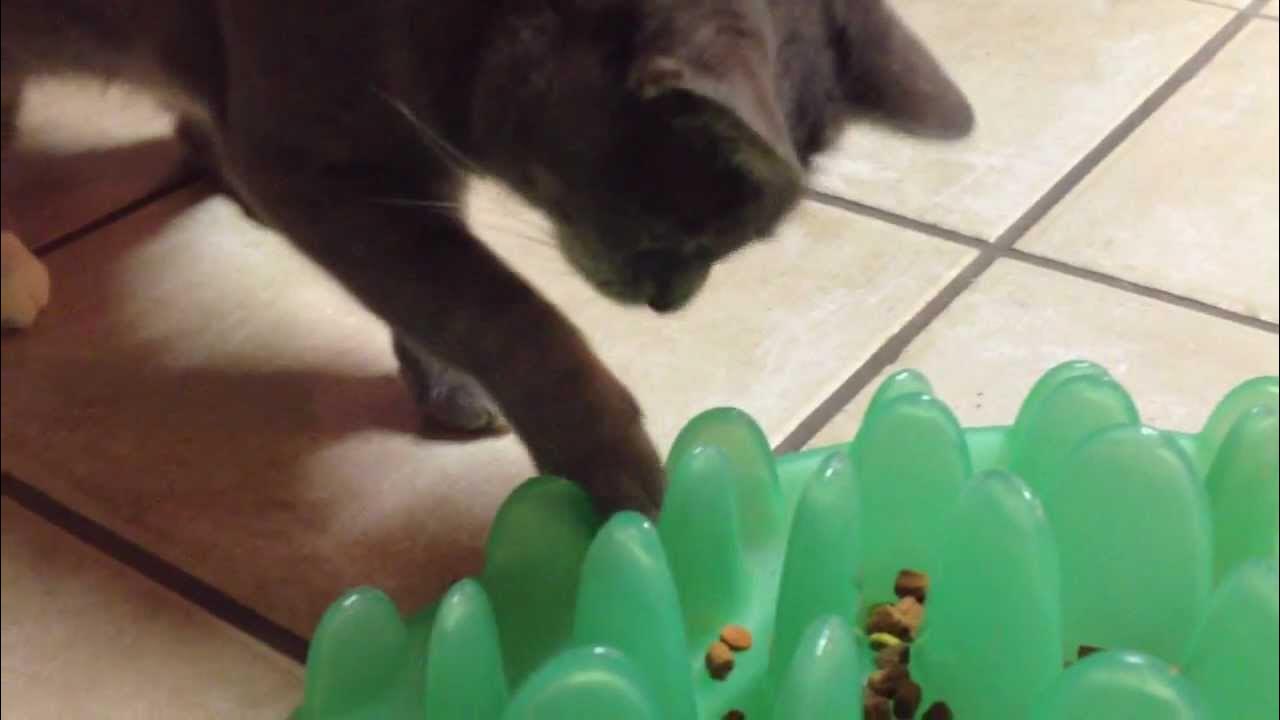 Cat on Northmate Green interactive feeder - YouTube