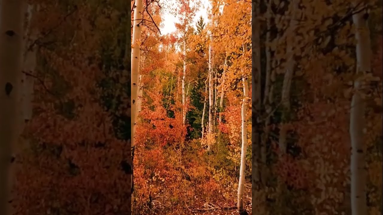 Birch Autumn Trees Nature Forest Birch Trees | Nature-themed Films 