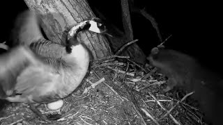 Decorah Eagles. Raccoon visits Mother Goose at night - explore.org 05-06-2024