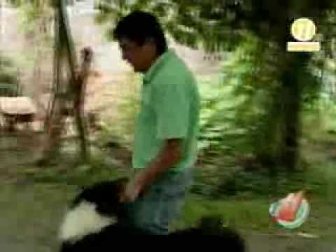 1 HABLEMOS DE PERROS CON CARLOS OROZCO REPORTAJE E...