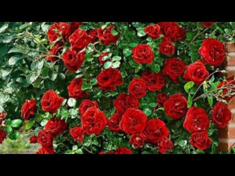 Video: Când să plantați trandafiri în aer liber primăvara și toamna în 2022