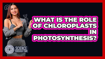 What Is The Role Of Chloroplasts In Photosynthesis? - Science Through Time