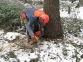 Felling tall tree chainsaw Husqvarna 357 XP