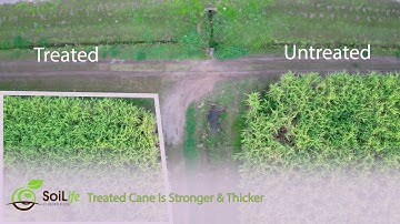 SoiLife Sugar Cane Soil Health Improvement VIDEO