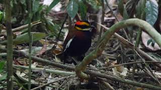Malay Banded Pitta (Hydrornis irena)