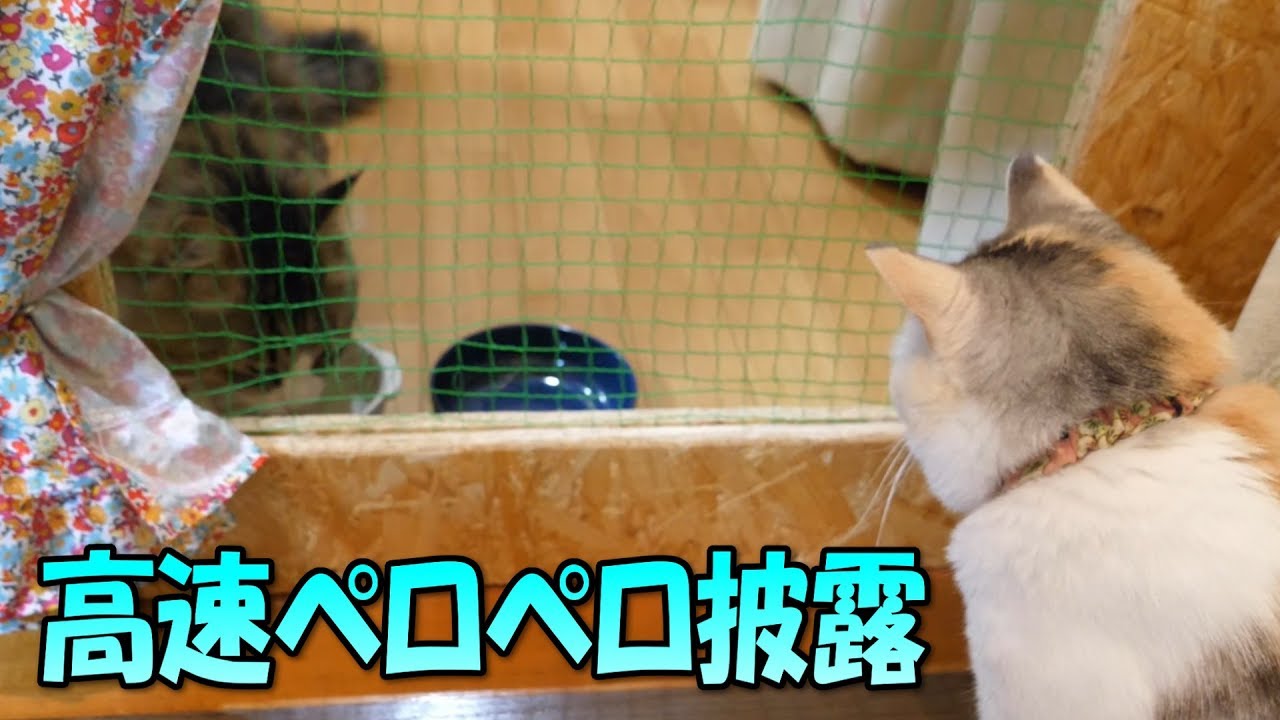 高速公路 Boss Cat showing off the fast licking skills
