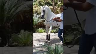 تزاوج الخيل الحصان_العربي الحصان الخيول_العربية_في_العالم horse arabianhorse arabhorse صهيل