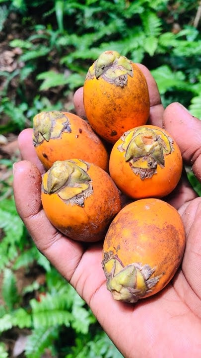Discover The Benefits And Uses Of Betel Nut A Natural Wonder discover-the-benefits-and-uses-of-betel-nut-a-natural-wonder