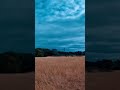 A golden field meets a Deep Blue horizon