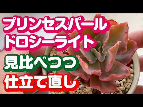 プリンセスパールとドロシーライトを見比べる｜冬の間にちまちまお迎え