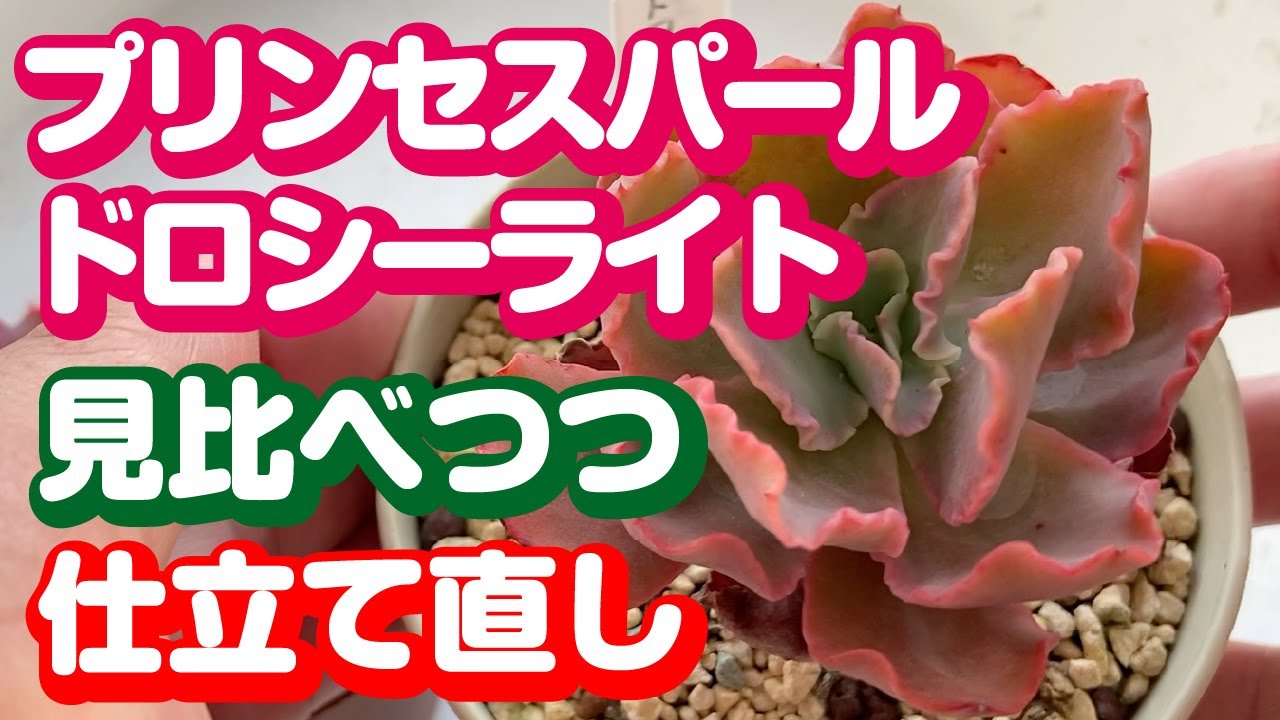 プリンセスパールとドロシーライトを見比べる｜冬の間にちまちまお迎え