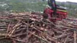 Celebrity Waratah roadside processing Wealth