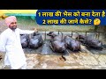 दूध नहीं भैंसों में मोटी कमाई|Rachheri Murrah Dairy Farm Ambala Haryana