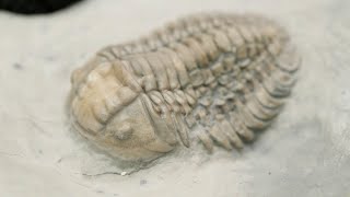 Finding Trilobites on Anticosti Island by American Museum of Natural History 16,665 views 1 year ago 5 minutes, 18 seconds