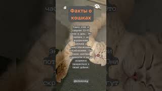 Факты о кошках #кошки #фактыокошках