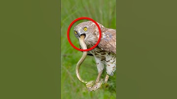 NHỮNG LOÀI KHÔNG SỢ RẮN HỔ MANG | 😨 #fact #amazingfacts #thaukinhdongvat