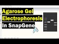 Simulating Agarose Gel Electrophoresis In SnapGene