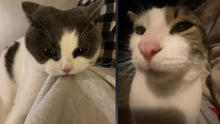 Funny Animals 2024   New Funniest Cats and Dogs Video