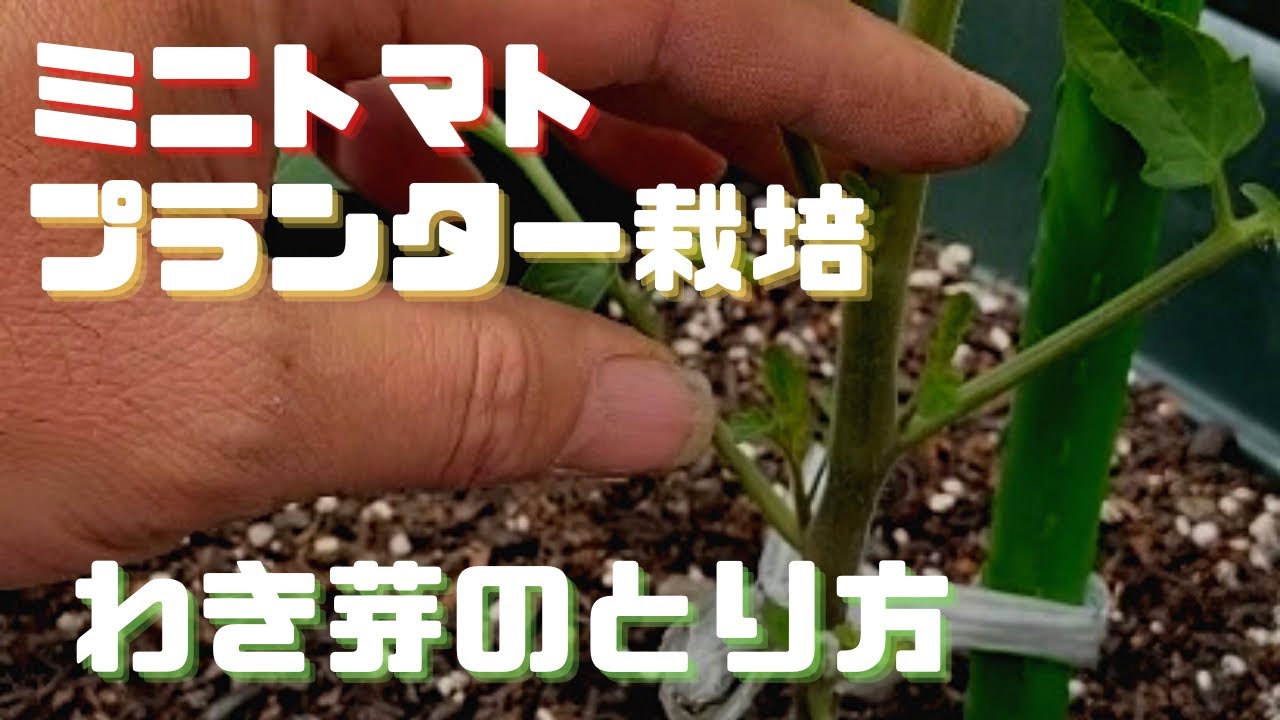 はじめての ミニトマトプランター栽培 わき芽をとる理由と方法 Youtube