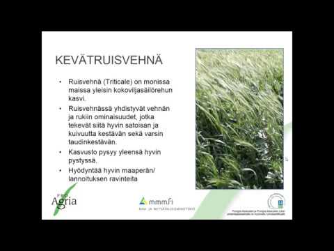 Video: Triticale-kasvitiedot: ruisvehnän kasvattaminen peittokasvina puutarhoissa