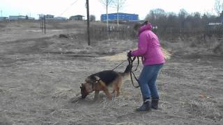 Митяй. Конец марта 2015. Собака в добрые руки. Овчарка Митяй. Конец марта 2015. Собака в добрые руки. Овчарка