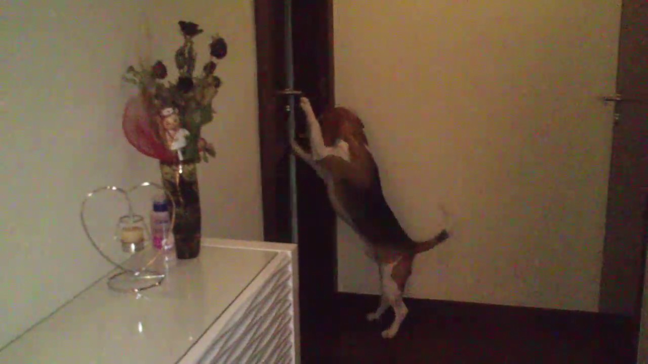 Beagle Boris open door!