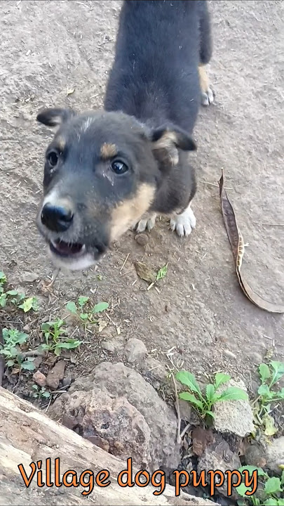 Street 🐕 puppy barking sound #01viral#bhaiya choudhary